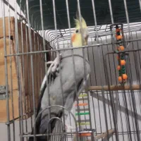 عروس هلندی ،مرغ عشق، فنچ