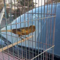 قناری نر مست|پرنده|وحیدیه, |دیوار