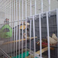 فنچ|پرنده|مشهد, رضاییه|دیوار