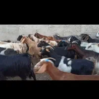 فروش ۵۵ تا بز کهره دار