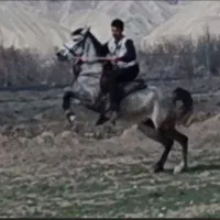 اسب|اسب و تجهیزات اسب‌سواری|مرند, |دیوار