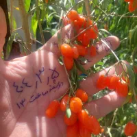 نهال گوجی بری ( نهال پول ساز ) ضدسرطان ضد پیری|خدمات باغبانی و درختکاری|چناران, |دیوار