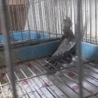 فروش جوجه عروس هلندی سرلاکی|پرنده|ساری, |دیوار