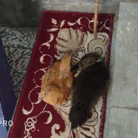 عقشای دوست داشتنی