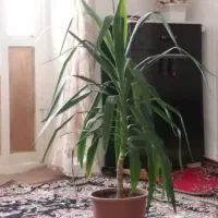 گل یوکا|گل و گیاه طبیعی|اسلامآباد غرب, |دیوار