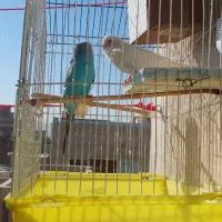 یک جفت مرغ عشق