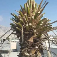 قطع وهرس|خدمات باغبانی و درختکاری|بندرعباس, |دیوار