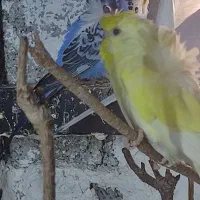 معاوضه مرغ عشق پروانه ایی با سره نر|پرنده|شهریار, شهرک امیریه|دیوار