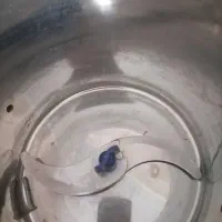 چند عدد وسیله|کیف، کفش، کمربند|نجف‌آباد, امیرآباد|دیوار