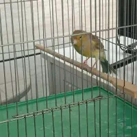 قناری ماده آماده|پرنده|شیراز, کوشک میدان|دیوار