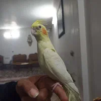 عروس هلندی ماده لوتینو