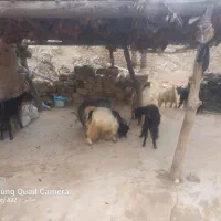 فروش گوسفند|حیوانات مزرعه|چاروسا, |دیوار