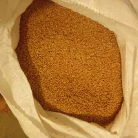 گندم بذری مهرگان|عمده‌فروشی|آبدانان, |دیوار