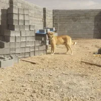 سگ پژدر اصیل