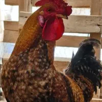 خروس چهل تاج جوان