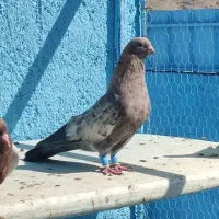 کفتر رنگی جهرم|پرنده|شیراز, ترمینال باربری|دیوار