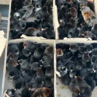 جوجه بلک تمام سیاه