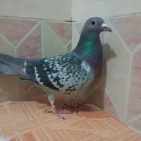 پلاکی جا مونده