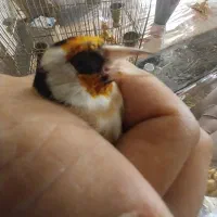 سهره نر تازه صاف