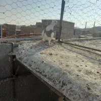 طوقی جوان|پرنده|خواف, |دیوار