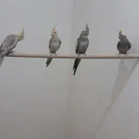 عروس هلندی.مینا.مرغ عشق.طوطی|پرنده|مشهد, کارمندان دوم|دیوار