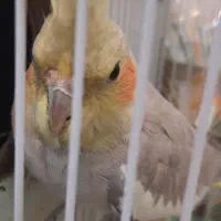 عروس هلندی نر وماده سالم