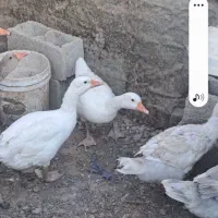 جوجه|حیوانات مزرعه|بهبهان, |دیوار