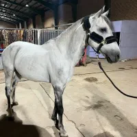 فروش اسب یک سر خارجی