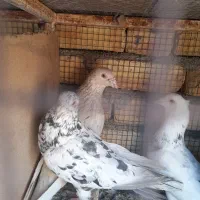 سینه ای وسرور|پرنده|لنجان, |دیوار