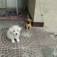 فروش سگ|سگ|گلبهار, شهر جدید گلبهار|دیوار