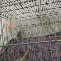 قناری موزاییکی