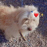 سگ ماده بازیگوش