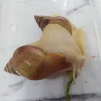 حلزون ارایشی