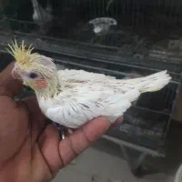 عروس|پرنده|بندر ماهشهر, |دیوار