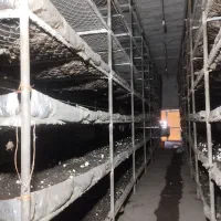 استخدام تعدادی نیروی خانم در پرورش قارچ