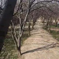 ۱۵۰۰ متر باغ سندشش دانگ دیوار قدیمی تهاتر
