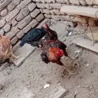 خروس لاری|حیوانات مزرعه|تربتحیدریه, تپه ننه حجی|دیوار