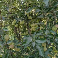 هرس درختان|خدمات باغبانی و درختکاری|چهاربرج, |دیوار