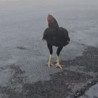 خروس لاری اصل