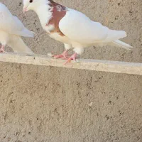 کبوتر طوقی|پرنده|بستان آباد, |دیوار