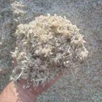 تفاله چغندر و علوفه ذرت