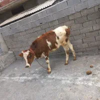 ۳ راس طلم سر حال پرواری خوراک خور