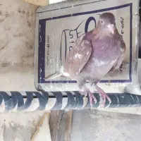 کفتردهاتی انگلیسی پاکستانی