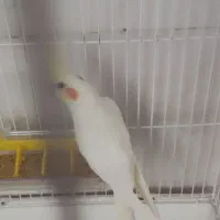 عروس هلندی|پرنده|فاضل آباد, |دیوار