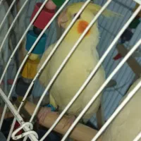 عروس هلندی لوتینو نر|پرنده|اسلامشهر, شهرک مهدیه|دیوار