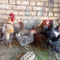 خروس مرغ عربی