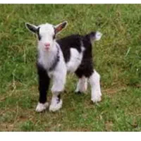 دوعددبزغاله