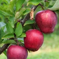 فروش نهال به اصفهان|حراج|اصفهان, باغ زرشک|دیوار