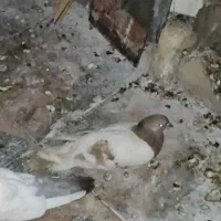 کفتر قیمت سر بری