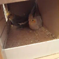 یک جفت عروس هلندی سالم|پرنده|فردیس, فرامرزیه|دیوار